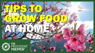 Take Control of Your Food Supply and Grow Food at Home