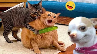 Funny Animals video 2024 🤣 | New cats and Dogs video compilation | You laugh you loose 😂 #cats #dogs