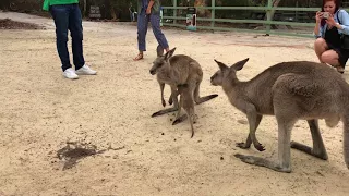 Baby kangaroo climbing into pouch
