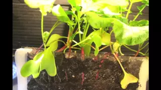 Radish Time Lapse seed to harvest in 33 days