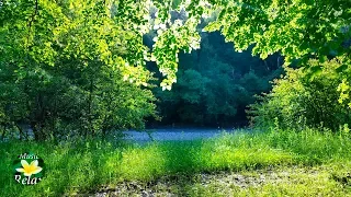 Morning on the River and the Gentle Singing of Spring Birds