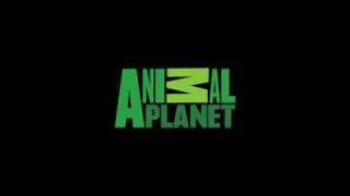 s2706752 Logo Animation : Animal Planet