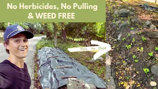 Organic Weed Killing Method ! No Herbicides No Pulling Occultation with Tarps