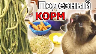 КОРМ для КОШКИ и собаки своими руками - ПОЛЕЗНЫЙ рецепт