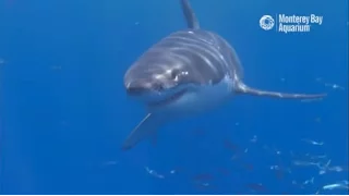 White Shark Cafe Cam