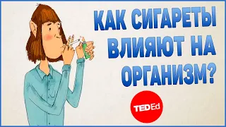 Как сигареты влияют на организм? | TED-Ed