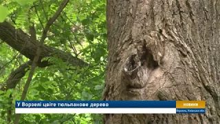 У Ворзелі цвіте тюльпанове дерево