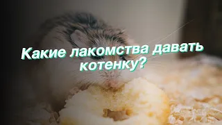 Какие лакомства давать котенку?