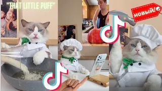 Подборка Tiktok 2022: Веселые коты готовят еду 😺"That Little Puff" #8