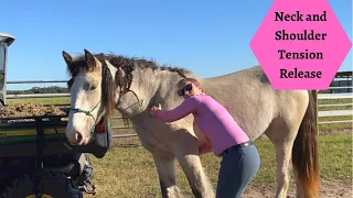 Hottie Shoulder Injury Horse Massage Part 2