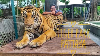 Tiger park | Pattaya | Thailand | A morning with Tigers