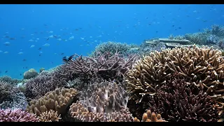 [4K] Coral Spawning 沖縄 珊瑚の産卵 Exploring Coral Wonders Okinawa, A Breathtaking Compilation #27