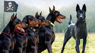 These Are 10 Smartest Dog Breeds Ever