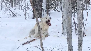 Trapping Wolves 2022! HUGE WHITE WOLF!