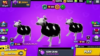 cow stars