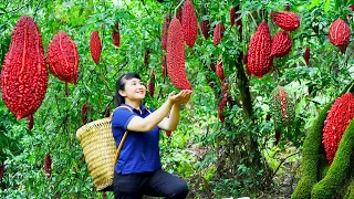 How to Harvest red Bitter Melon Goes To The Market Sell - Harvesting and Cooking |Tieu Vy Daily Life