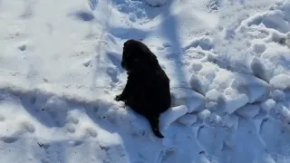 Abandoned Alone Without His Mother, Little Puppy Just Dragged Himself On The Snow To Get Home...