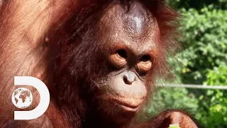 Rebellious Young Orangutans Go Missing for 6 Days | Meet The Orangutans