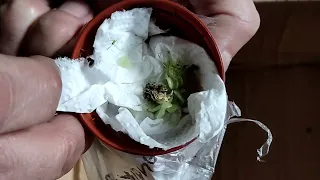 Распаковка посылки с новыми хищными растениями. Pinguicula. Nepenthes.