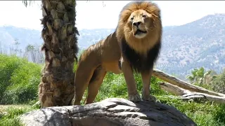 big male lion roaring sound | San Diego Zoo Safari Park California