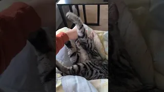 Cat Softly Hugs Owner's Hand as They Pat Her - 1295406