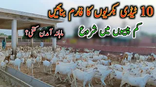 How To Start Goat Farming in Pakistan - Teddy Goat Farm