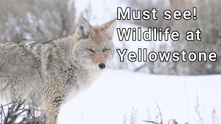 Must see! Yellowstone wildlife!