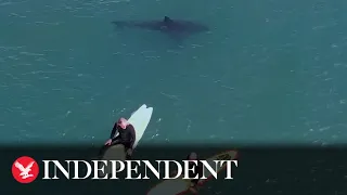 Great white sharks swim metres away from surfers at packed California beach