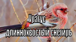 Урагус- длиннохвостая чечевица, или длиннохвостый снегирь. Новосибирская область. Птицы Сибири.