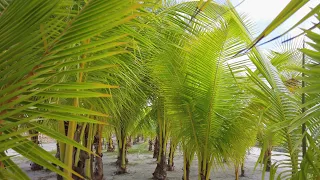 Palm Trees walkthrough. Free Stock Footage. 4K