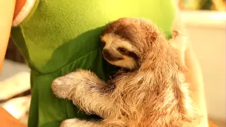 Holding a baby 3 toed sloth
