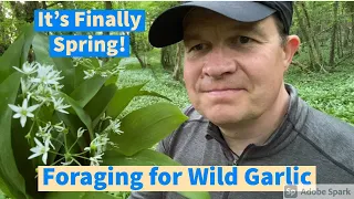 Spring has Sprung - Foraging for Wild Garlic - Homemade Wild Garlic Pesto