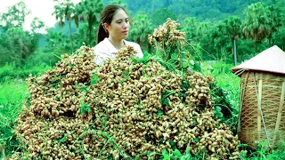 The joy of peanut season: Harvesting, processing and enjoying peanut dishes with your family