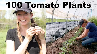 Enough Tomatoes to Feed our Family of 6 for a YEAR?!