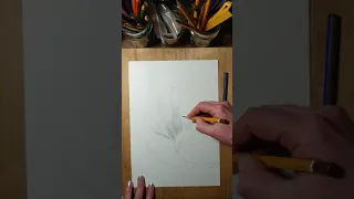 Цветок магнолии простыми карандашами