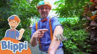 Blippi Explores the Pacific Science Center! | Learn About Animals | Educational Videos For Kids