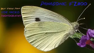 Panasonic FZ300 / FZ80 Best Custom Focus Point for Macro & Wildlife Photography