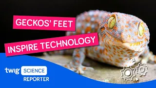 Geckos' grippy feet inspire a robotic hand! | Twig Science Reporter