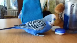 Смешной волнистый попугай Рома поёт милую песенку, целуется и заигрывает.