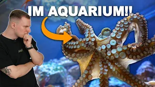 DIESE TIERE sind nicht mehr NORMAL!! - Ich besuche Kopffüßer (Cephalopoda) im Aquarium