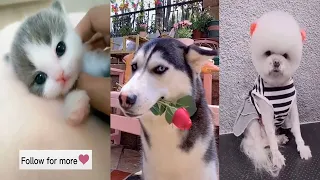 ♥TikTok Pets: Funny and Cute Pets Compilation #32