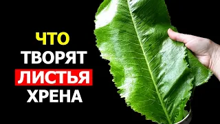 Вот что произойдет с организмом, если начать есть Листья Хрена (Удивительно)