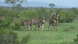 Kruger National Park, South Africa