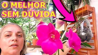 Orquídea só dá flor assim fazendo isso (faz toda diferença)