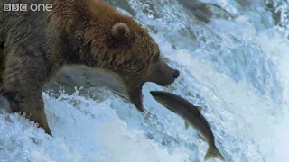 Grizzly Bears Catching Salmon Nature's great Events