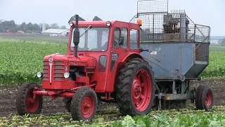 Volvo BM350 Boxer Harvesting Sugarbeets with Rational harvester