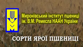 Сорти ярої пшениці Миронівського інституту пшениці ім. В.М. Ремесла НААН України