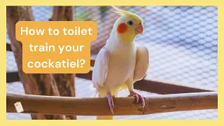 How to toilet train your cockatiel | Dr Cockatiel