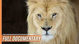 White Lions - Fight for Survival | Full Documentary