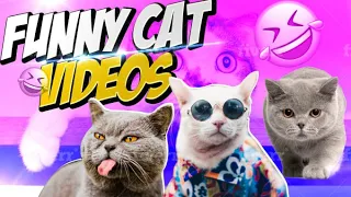 Funny Cat Videos 2021 😻 Try Not To Laugh Or Grin 😺 Challenge ❗ #5 | Eyebleach Inside